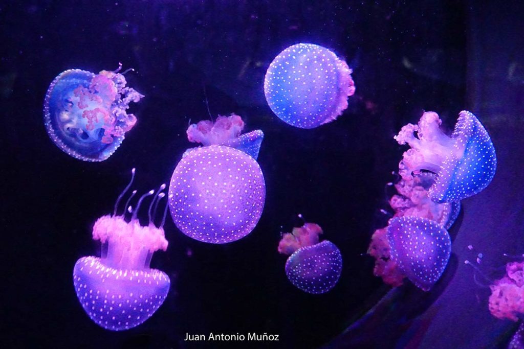 Medusas zoo Madrid