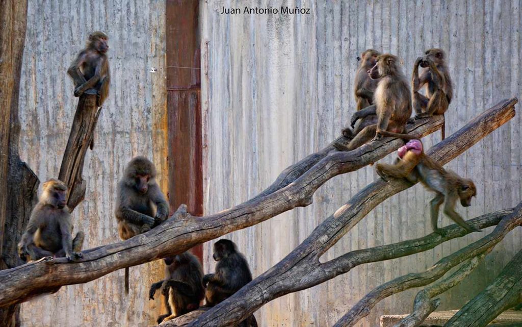 Monos en Zoo Madrid